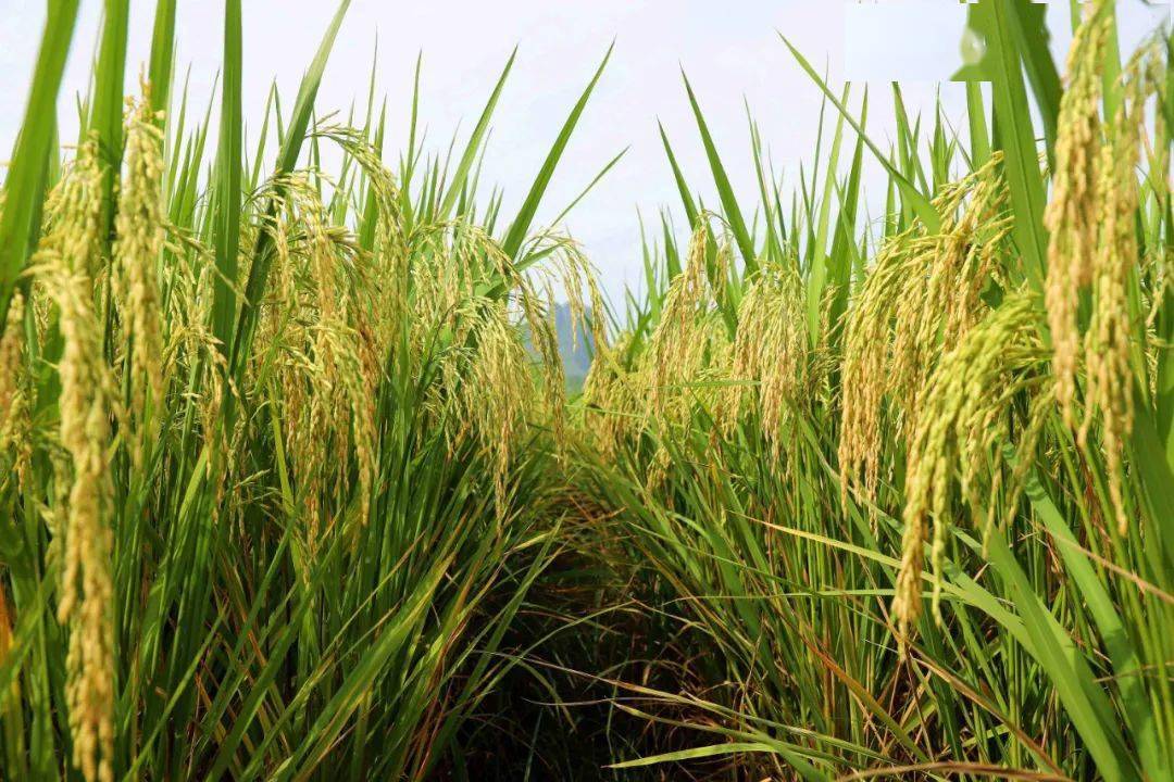 永樂鄉新品種水稻大面積種植示範獲得成功助力振興鄉村