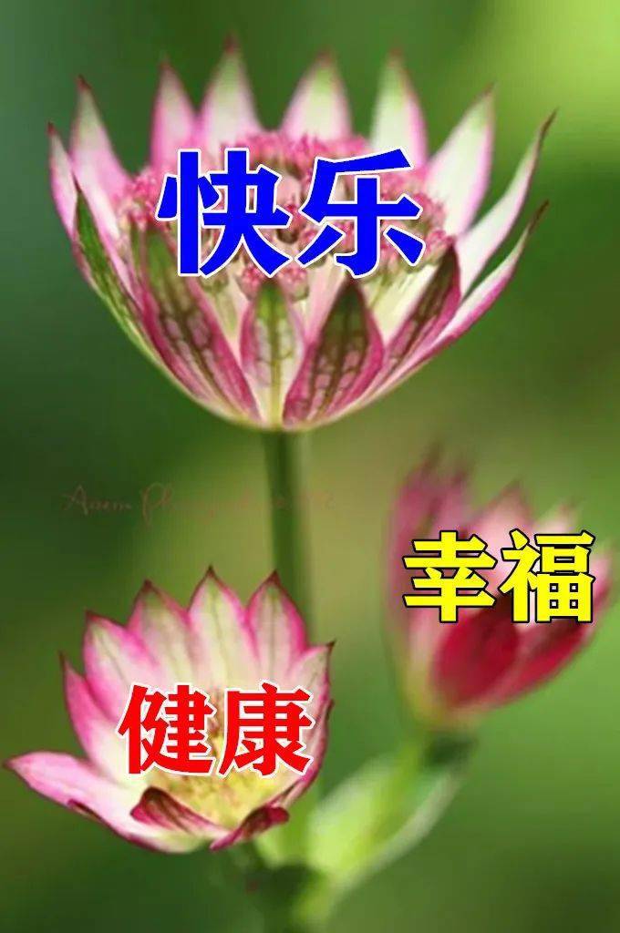 7月19日最漂亮早上好動態表情圖片大全早晨好動圖美圖大全