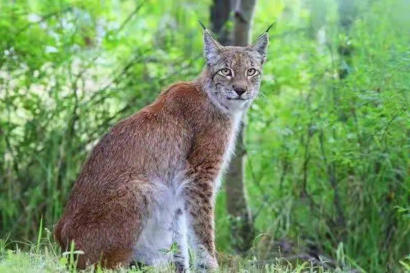 小心，北极泉附近有“猛兽”出没，请注意安全！