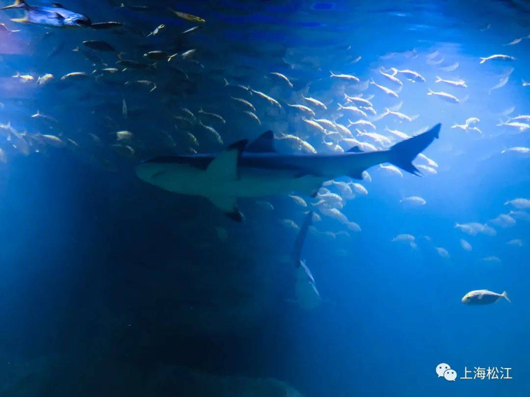 住在水族馆！深坑酒店水下客房回归 ，50余种海洋生物等你探秘