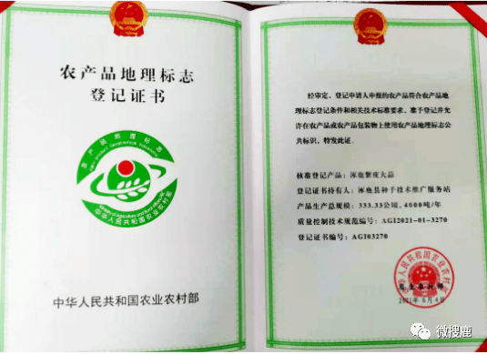 头条涿鹿紫皮大蒜喜丰收并获得国家级农产品地理标志登记保护产品