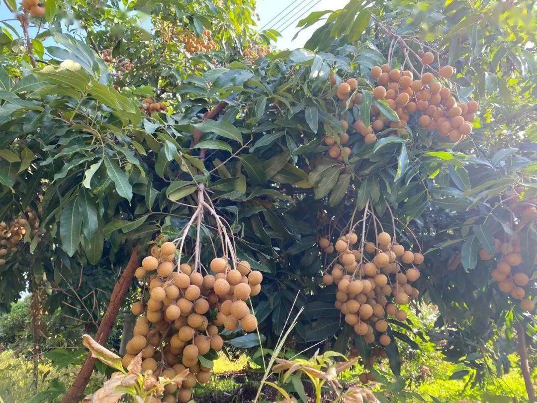 忍不住了!现在就要吃高州龙眼!_储良