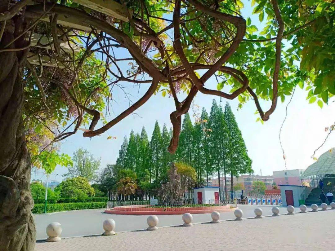藏在萧县中学的最美风景