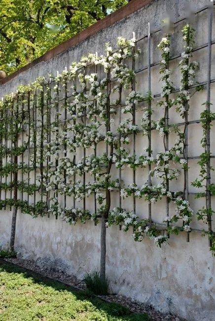 用果树装饰围墙这也太有趣了吧