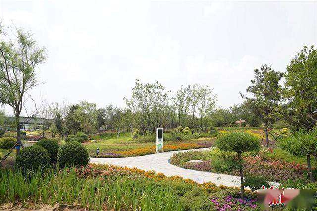 开平花海:从"工业伤疤"到"城市花园"百年矿区绿色蝶变