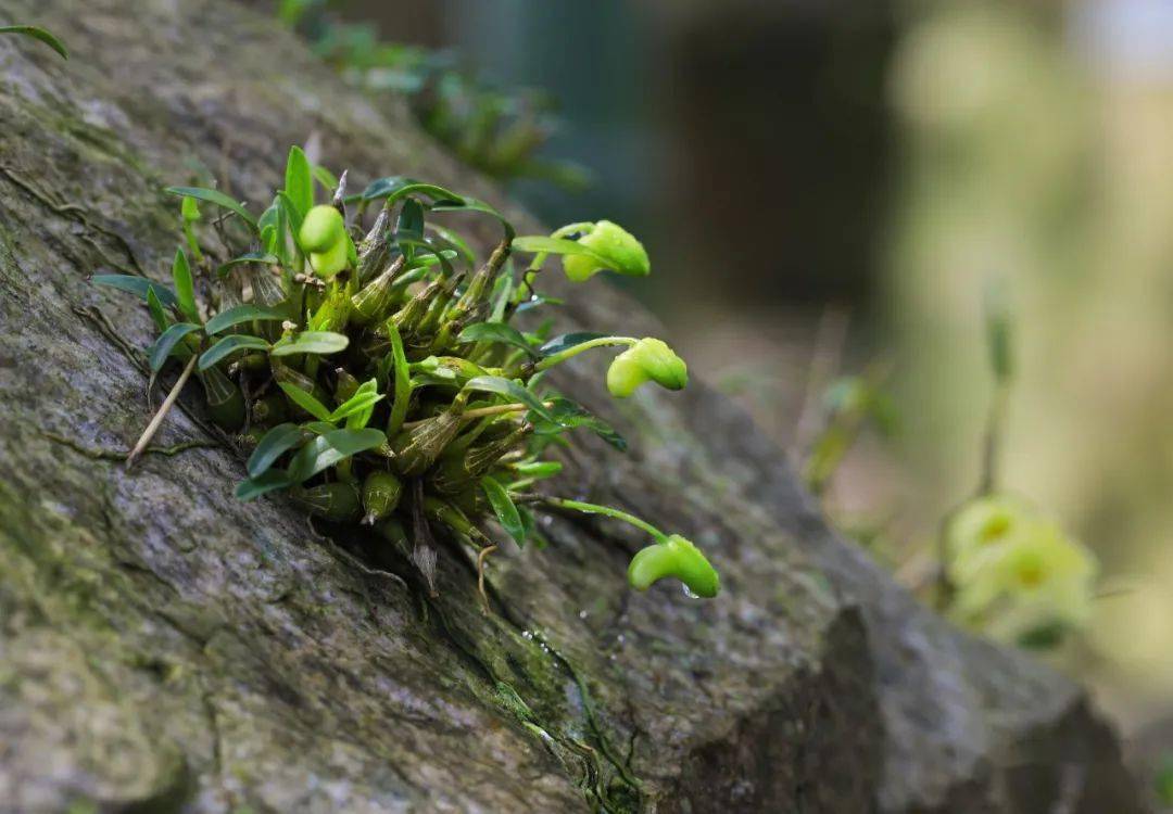 霍山石斛征文及摄影获奖作品公示