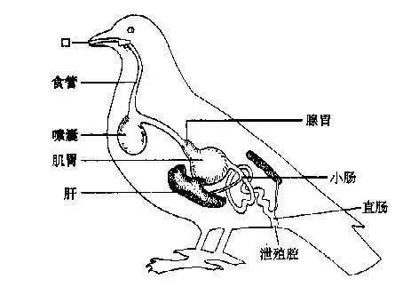 鸽子消化系统图图片
