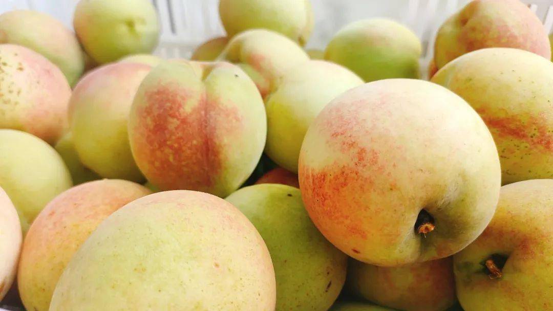 好吃小沙古德岭离核桃上市鲜甜爽脆小编已尝鲜