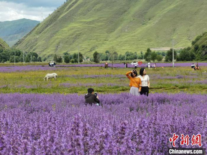 Sichuan|West Sichuan plateau ushered in the most beautiful season grassland mountain flowers brilliant intoxicating