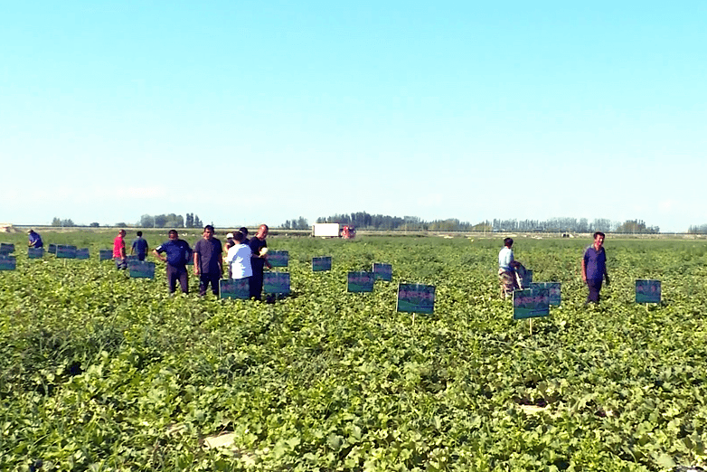 八师121团举办甜瓜新品种品鉴推介会