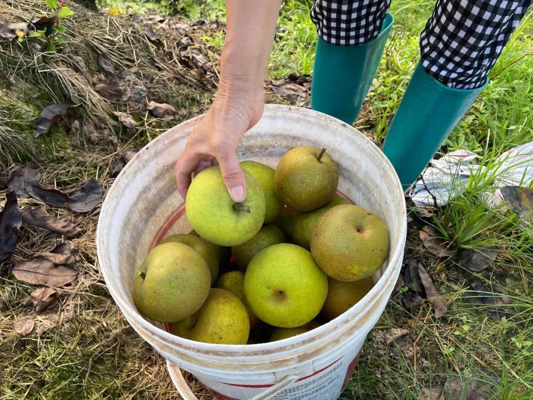 采摘,装箱,搬运……东华街道上杨村的梨林里一派繁忙景象,当地的黄