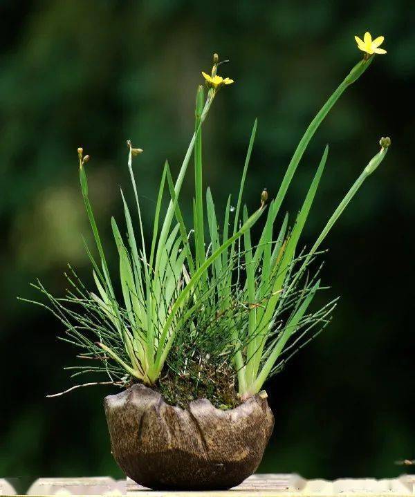 养一盆山野草盆景的好处