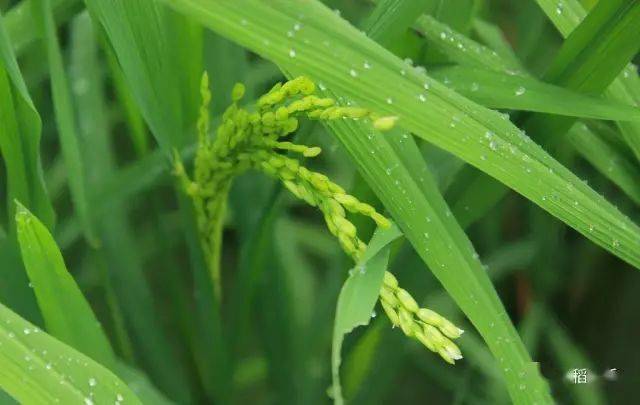 水稻扬花期下雨怎么办