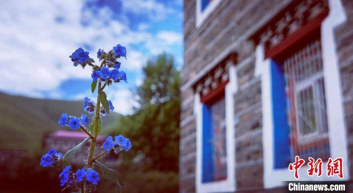 Sichuan|West Sichuan plateau ushered in the most beautiful season grassland mountain flowers brilliant intoxicating