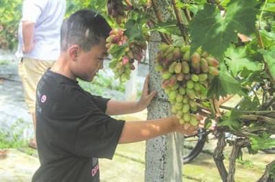 盛夏葡萄熟 釆摘乐趣多