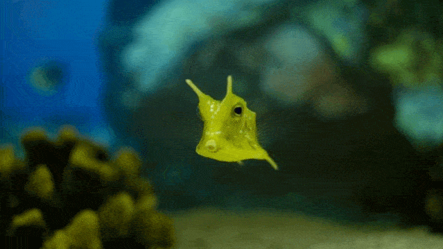 062b57482ca646feaec8f2a056318e10.gif