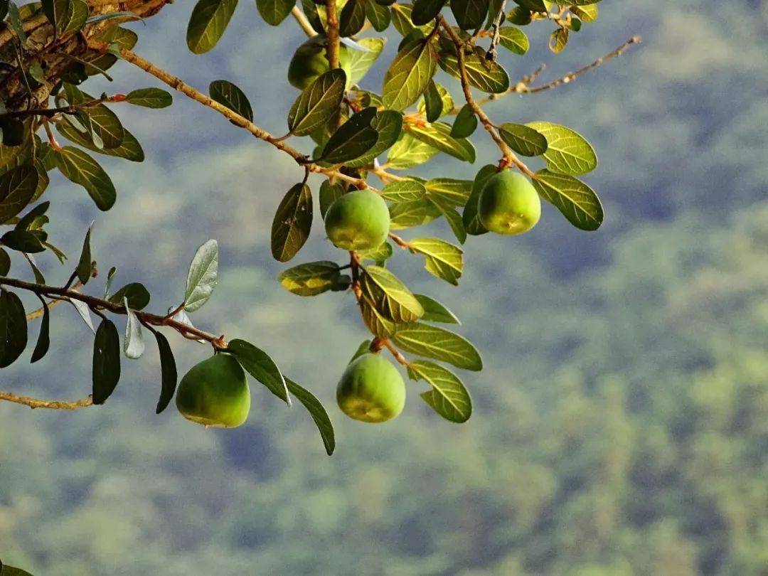 薜荔晶莹剔透木莲冻