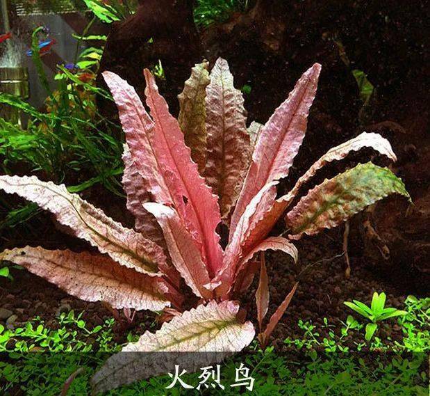 火烈鸟椒草,风靡世界的椒草皇后,稀有玩家级水草_栽培