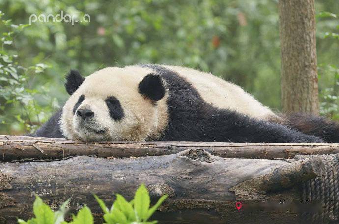 熊猫趴在地上的图片图片