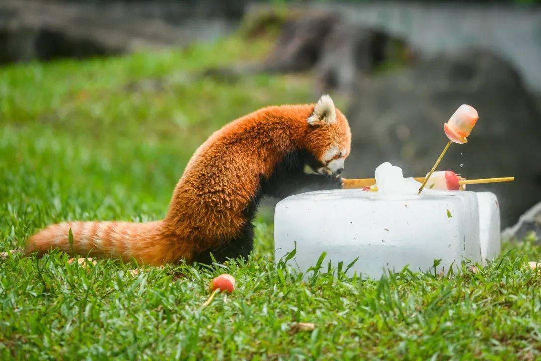 激萌!大小熊猫大暑天开"吃播"