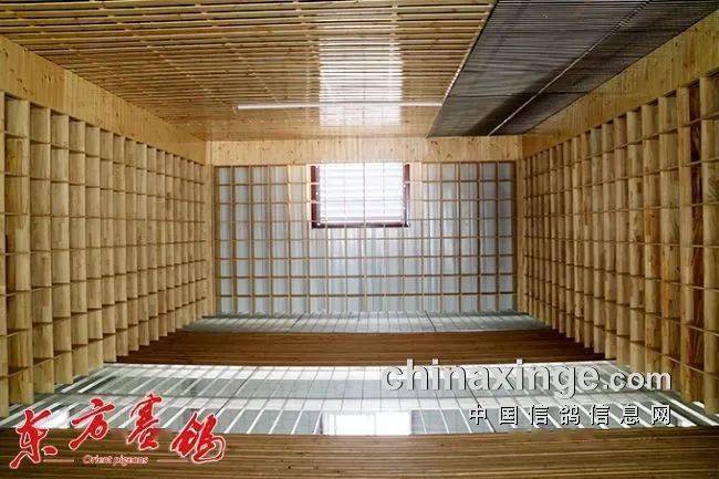 天津开创首届春棚81天入棚鸽20846羽 32个省市3156名鸽友参赛