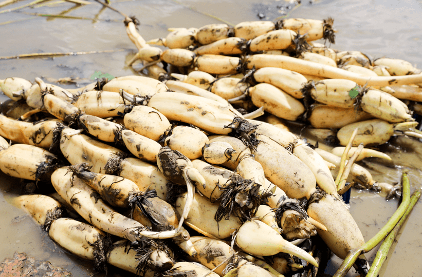 贵港特产大碌藕丰收啦