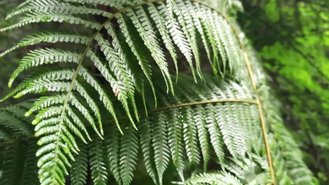 cop15国家Ⅱ级重点保护野生植物中华桫椤现身云南无量山国家级自然