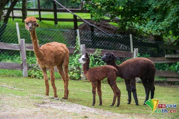 當地時間2021年7月1日,德國薩克森自由州,兩隻羊駝寶寶在auer動物園