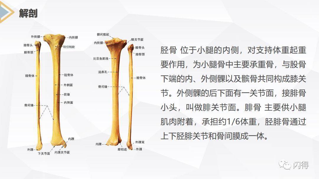 股骨胫骨腓骨位置图图片