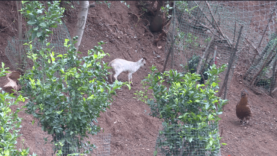 云南非常罕见山林里出现了一只麂子幼崽还是通体雪白的
