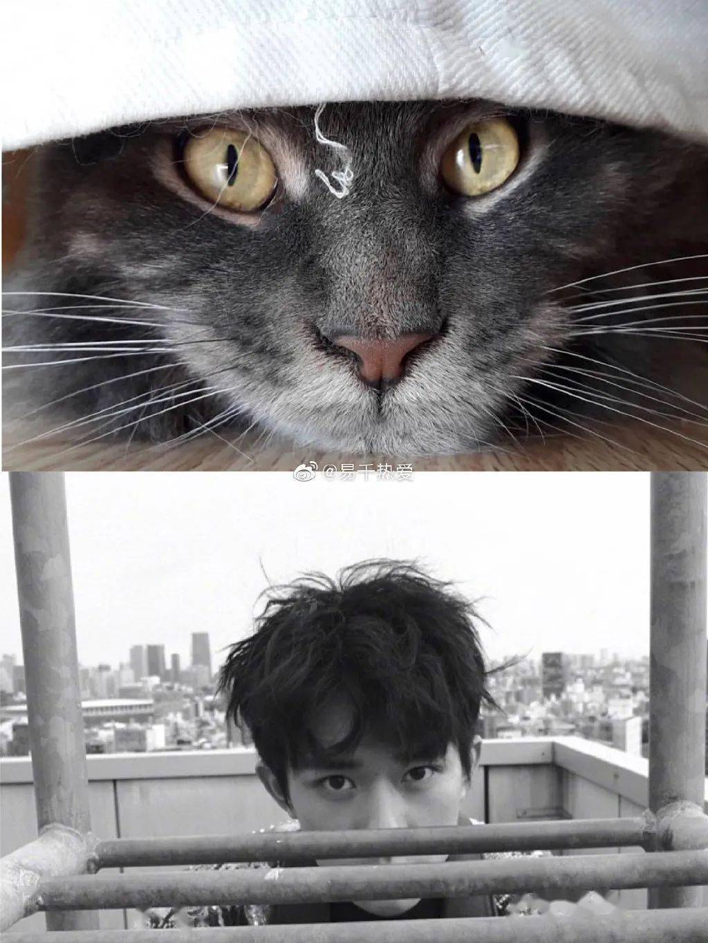 易烊千玺猫猫表情包轮番上阵,憨憨小喵实锤了!