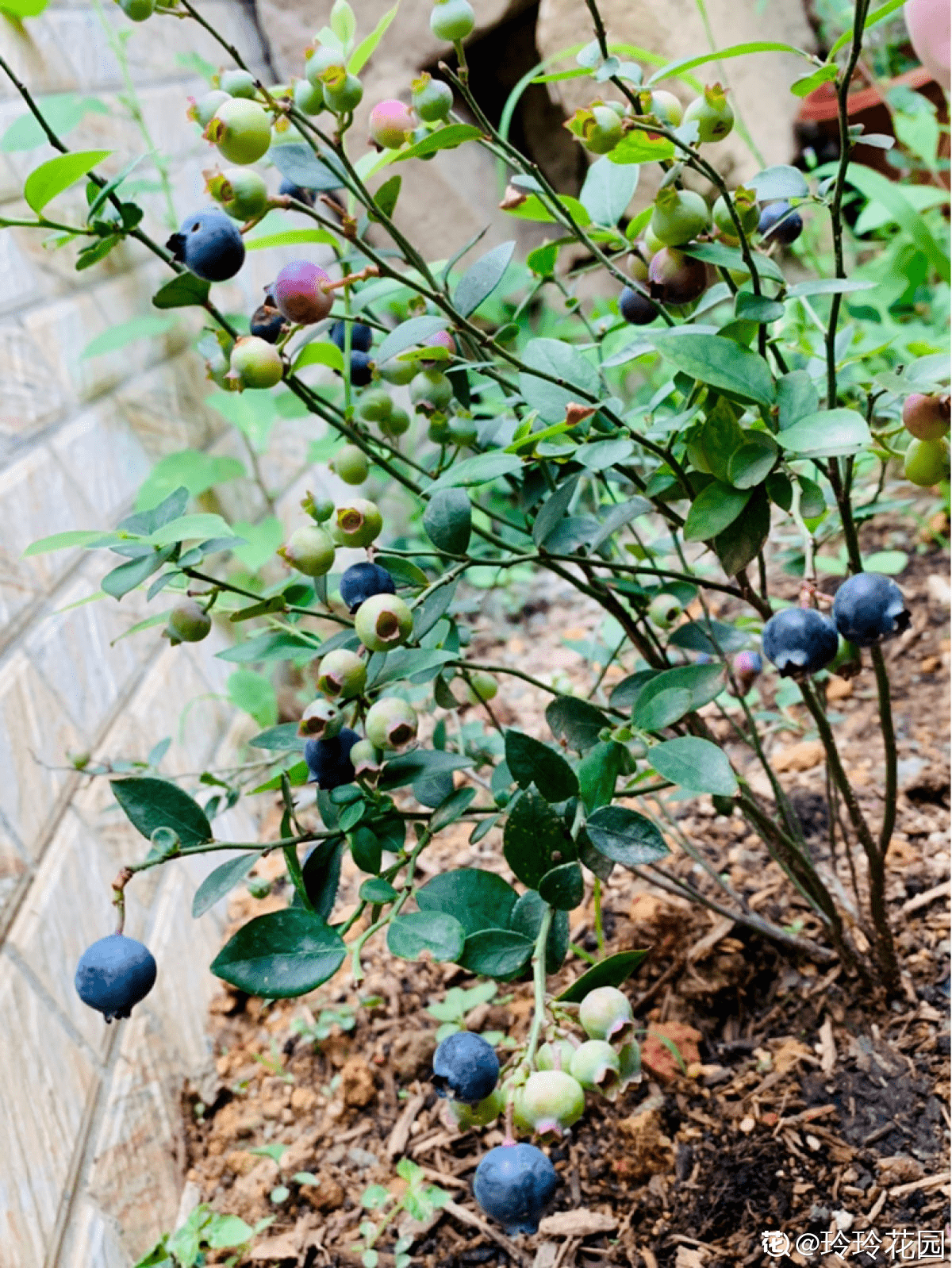 但最重要的是蓝莓一定要在酸性的土壤里生长,否则蓝莓不能很好的开花