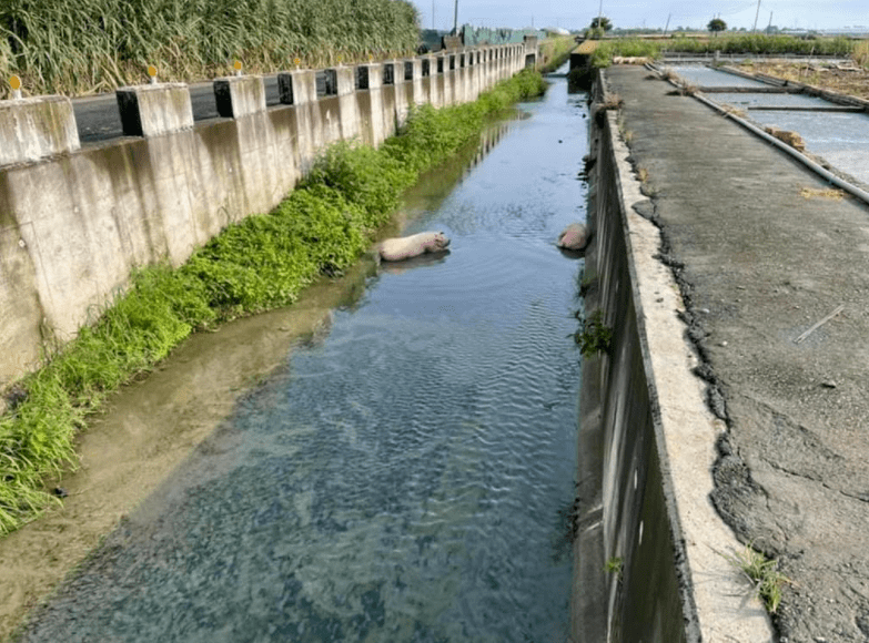 猪仔大逃亡百公斤重肥猪跌落排水沟