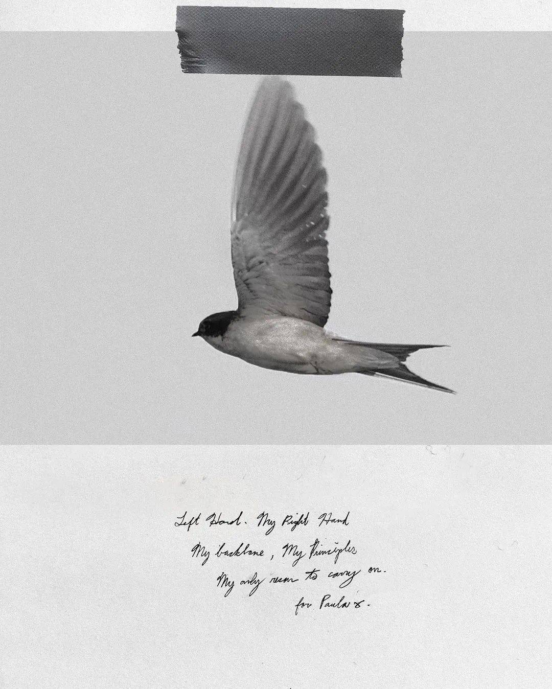 服装|灵感元素｜源自燕子的浪漫设计