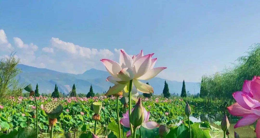 在咱们大理鹤庆更是遍地花开,例如草海湿地的千亩荷花,西山片区的洋芋