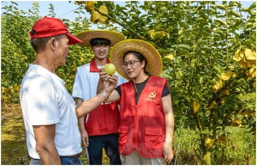 锦山村书记徐惠虹到晶宝梨园调研,了解晶宝梨生长情况在锦山村100多亩