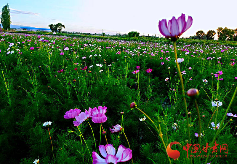 全镇|【小康圆梦·看甘肃】瓜州：花卉盛开景似海 特色小镇产业兴