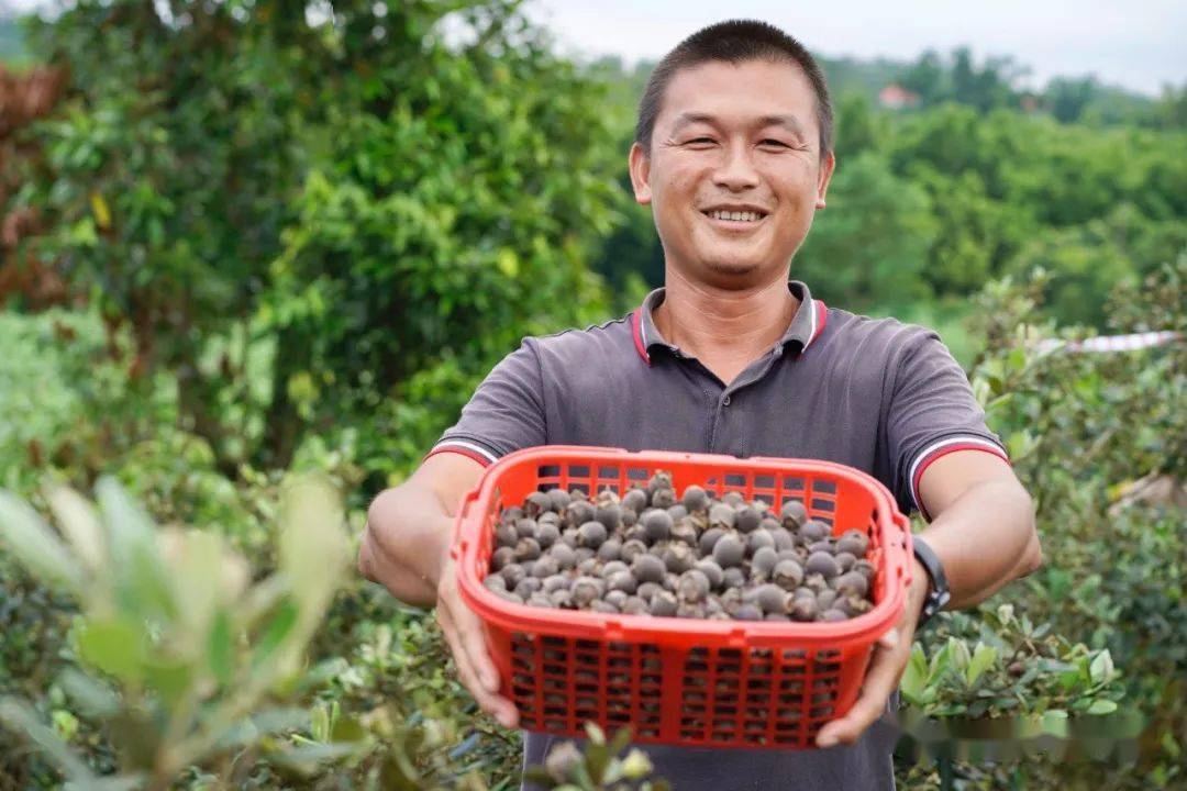 这种水果不多见长寿之乡广西东兴稔子熟了