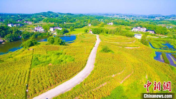 泸州市龙马潭区金龙镇有机高粱种植基地 杨尚威 摄