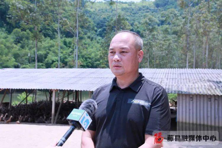 7月24日,在塘步镇藤县塘步尚和种养农民专业合作社蛋鸭养殖基地内