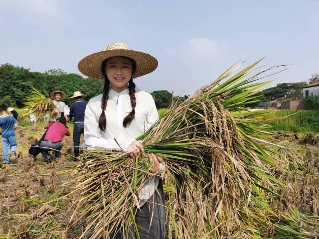 东莞樟木头:收割稻谷,体验"粒粒皆辛苦"