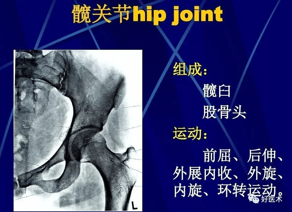 86张全身关节应用解剖精讲,这篇文章值得收藏