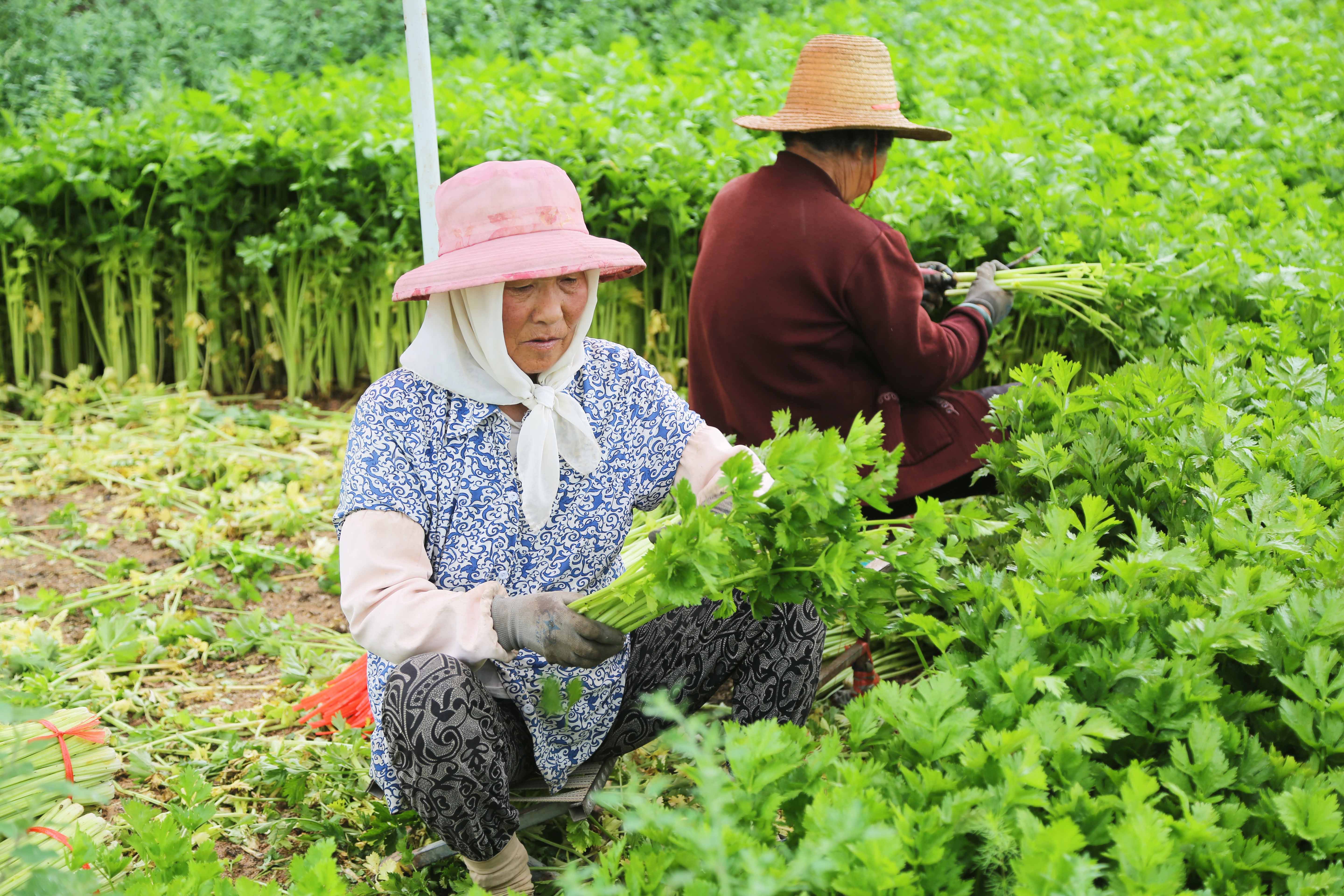 甘肃定西 高原夏菜采收忙 蔬菜