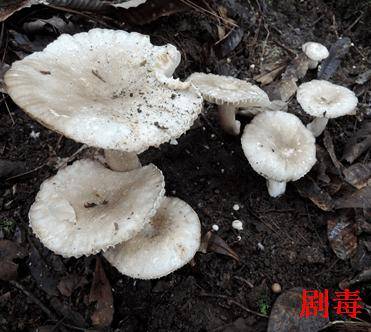致命毒菇!常见毒蘑菇盘点,勿摘,勿食