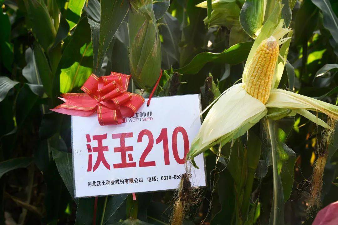 优质品种沃玉210在黄淮海夏玉米区生同试,沃玉821在2021年参加