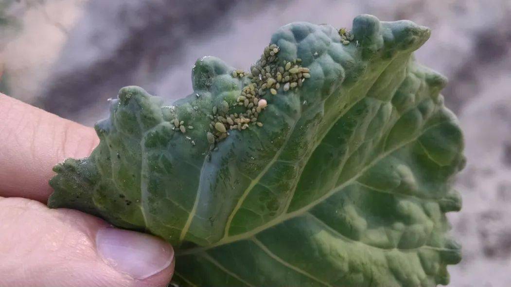 甚至可能有虫卵和农残