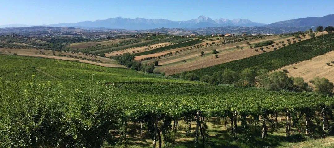 Wine|170家酒庄，意大利一出手就是王炸