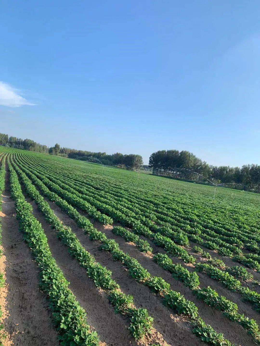 东北产区花生种植情况总结
