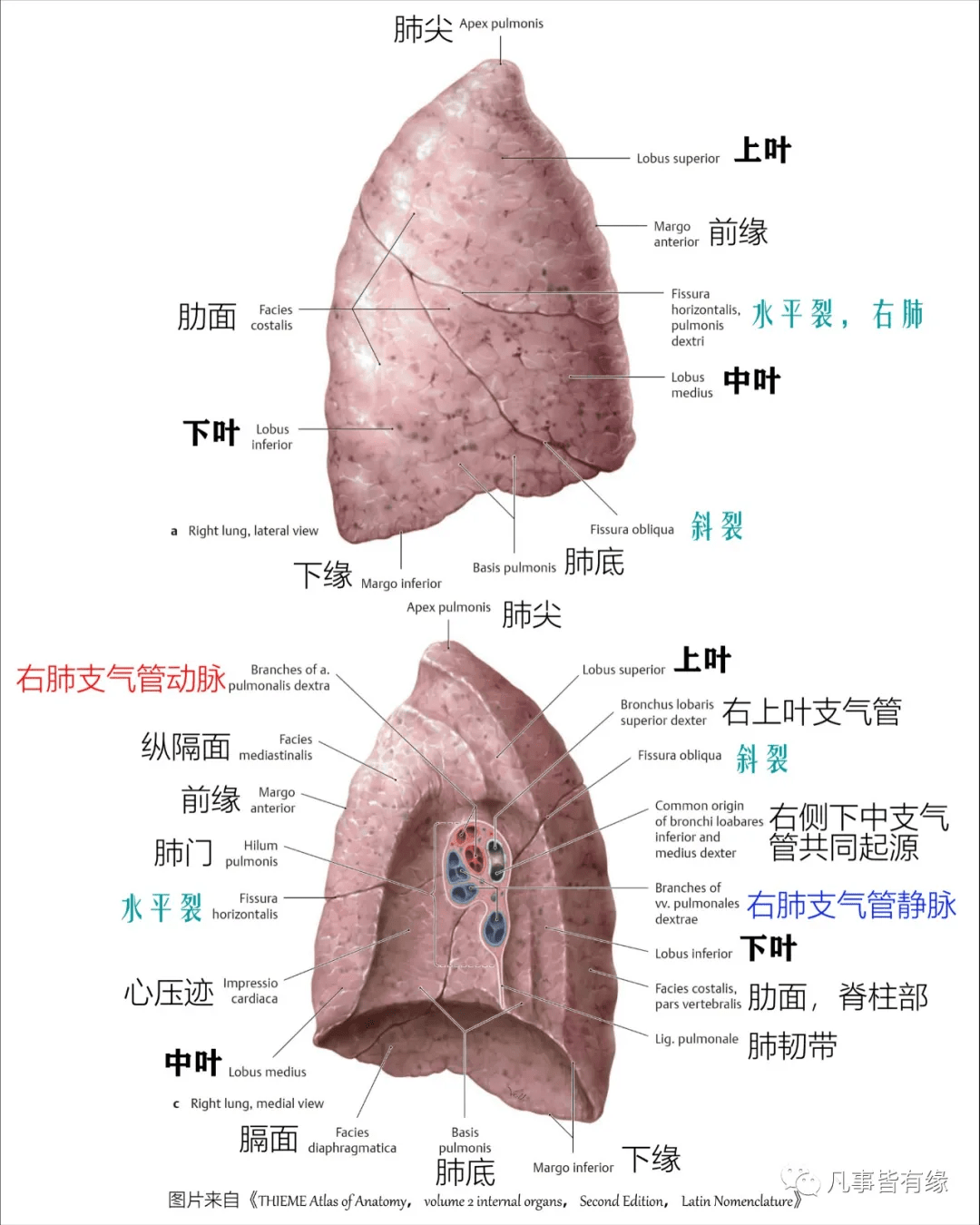 好漂亮的肺部解剖