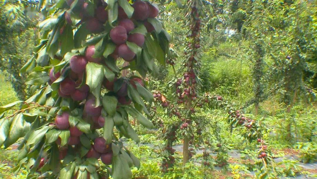 大街乡营中村：树上“红果果” 增收“金果果”